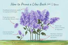Learn how to plant and care for your own lilac bush, plus get lilac pruning tips and design ideas. How To Prune Lilac Bushes