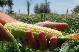 Beware Of Fake Taber Corn, Alberta Producers Warn | Cbc News
