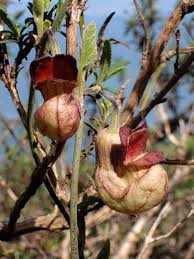 Image result for Aristolochia heppii