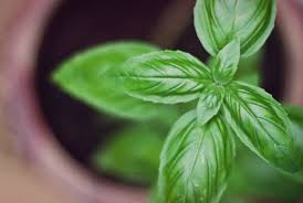 How to use basil puree. Preserving Basil How To Preserve Fresh Basil
