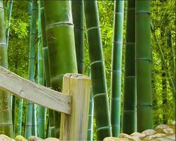 Beibehang جدارية 3d خلفيات الطبيعي جسر المياه الخيزران الغابات المشهد غرفة نوم غرفة المعيشة أريكة التلفزيون