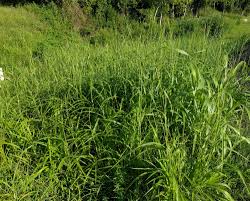 Image result for Rottboellia cochinchinensis