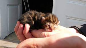 3 gunluk kedi yavrusu youtube