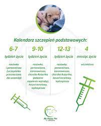 Pierwsze szczepienie psa może być bardzo stresujące dla opiekuna. Kalendarz Szczepien Psa Moj Szczesliwy Zwierzak