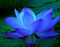 Image result