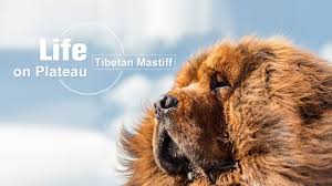 Minimum of 4 dogs earning titles. How The Precious Tibetan Mastiffs Become Unwanted Stray Dogs Cgtn