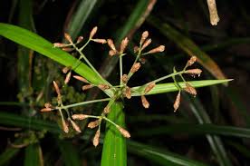 Image result for Hypolytrum