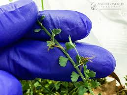 Image result for Asplenium smedsii