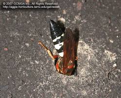 Beneficial Insects In The Garden 03 Cicada Killer Wasp Sphecius Speciosus