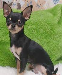 Http Www Nocturnar Com Forum Attachments Mascotas Y Animales 29006d1338308311 Perro Perros Chihuahua Fotos De Perros Chihuahua Nombres Para Perros Chihuahua