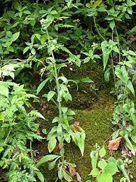 Image result for Eschenbachia gouanii