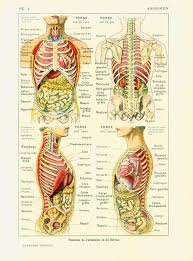 These vectors are that of friction, gravity, normal force, air resistance, and engine driving force. 1912 Anatomy Internal Organs Of The Human Body Intestine Liver Gut Intestines Entrails Encyclopedia Larousse Medical French Vintage Education Subject