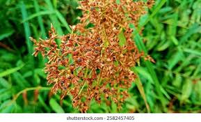 Image result for Cyperus latifolius
