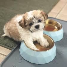 Iowa is known for its vast plains, and what glorious plains they are! The Shichon A K A Shih Tzu And Bichon Mix Everything You Need To Know K9 Web