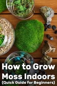 How To Grow Moss Indoors Quick Guide For Beginners Garden Tabs Growing Moss Moss Garden Moss Plant