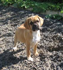 They are kept up to date on all dewormings and vaccinations. Puggle Puppies For Sale Carmarthen Carmarthenshire Pets4homes