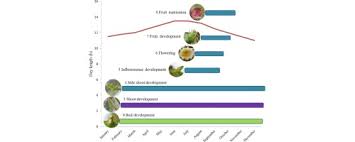 Phenological Growth Stages Of Dragon Fruit Hylocereus