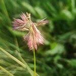 Image result for Harpachne schimperi