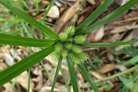 Image result for Cyperus cyperoides