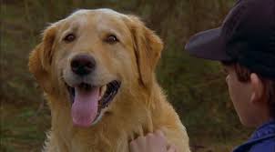 From the creators of air bud and air buddies, welcome to pup academy, a secret place where pups magically go to become man's best friend. 15 Relaxing Dog Movies On Netflix To Watch Right Now