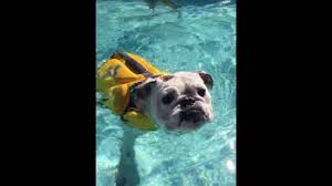 When the weather is hot and humid, keep the walks short. English Bulldog Swimming English Bulldog Dog Swimming Bulldog