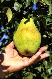 Birnen sind eine der wenigen früchte, die am besten reif sind. Wann Sind Birnen Reif Zu Essen Erfahren Sie Mehr Uber Pear Tree Erntezeit Haenselblatt Com
