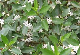 Image result for Myoporum