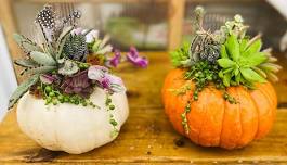 Build Your Own Pumpkin Succulent Workshop