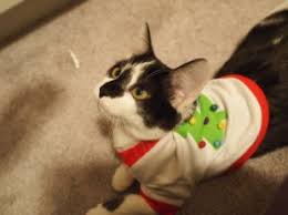 These kitties are here to prove that cats truly are the best kind of friends. These 26 Cats Wearing Christmas Sweaters Will Put A Smile On Your Face