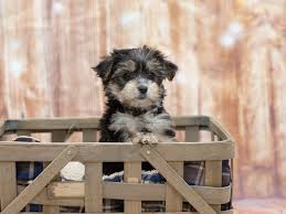 Check spelling or type a new query. Yorkiepoo Puppies Petland Ashland Kentucky