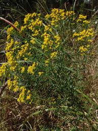 Image result for Gutenbergia polycephala