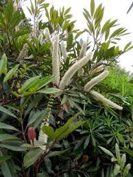 Image result for Cunonia capensis