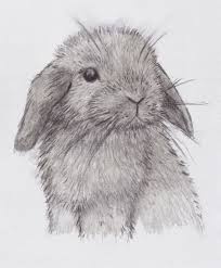 Mini Lop Bunny Bunny Drawing Mini Lop Mini Lop Bunnies