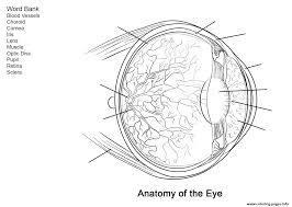 An eye coloring page from face and body category. Human Eye Anatomy Worksheet Coloring Pages Printable