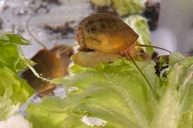 Katarina Hartlova assumed it to be someone else - Mistaken identity and personal narratives.