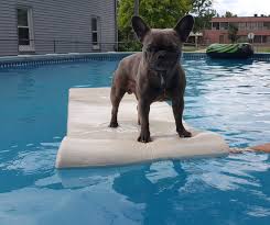 Just click on the icons, download the file(s) and print them on your 3d printer. Zeus The Frenchie Zeusfrenchie Twitter