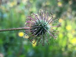 Image result for Eriosema pentaphyllum
