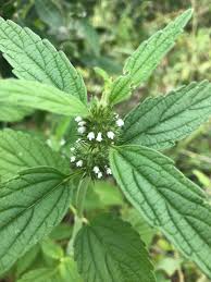 Image result for Leucas neuflizeana