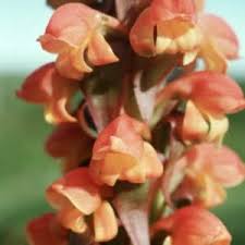 Image result for Satyrium macrophyllum