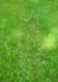 Image result for Agrostis pilgeriana