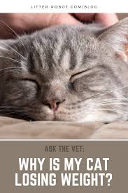 Pin On What The Vet