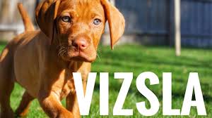 Their pups are moderately expensive. The Best Parrots In The World Vizsla Puppies For Sale Wisconsin