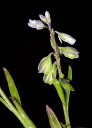 Image result for Polygala ohlendorfiana