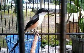 Burung Cendet Madura Menjadi Yang Paling Pintar Diantara Yang Lain Karena Banyak Kelebihan Yuk Cari Tahu Apa Ciri Burung Cendet Mad Burung Makanan Burung Tahu