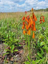 Image result for Orthochilus aurantiacus