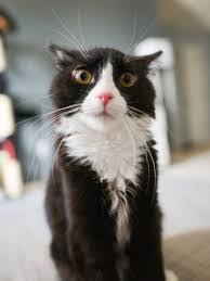 My bad i meant the base cat image but i found it. Create Meme Tuxedo Cat The Surprised Cat Cat Pictures Meme Arsenal Com