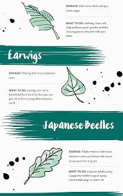 Dealing with insect pests is one of the things any gardener must be prepared for because insects, like all living things, are looking to eat, or looking for suitable places for. Garden Guide What S Eating My Plants