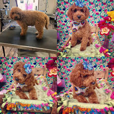 Cavapoo puppies was created for potential caring pet owners to have a credible our puppies are neurologically stimulated which produces dogs who have healthier cardiovascular performance. I Am So In Love With This Cavapoo Puppy Absolute Dream To Groom Only 16 Weeks Old And Her First Time Being Groomed Before And Then After After After Doggrooming