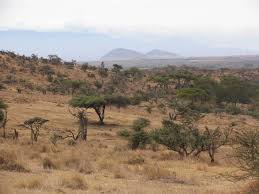 Image result for Agelanthus unyorensis