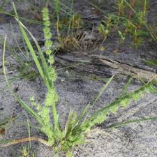 Image result for Elytrophorus spicatus